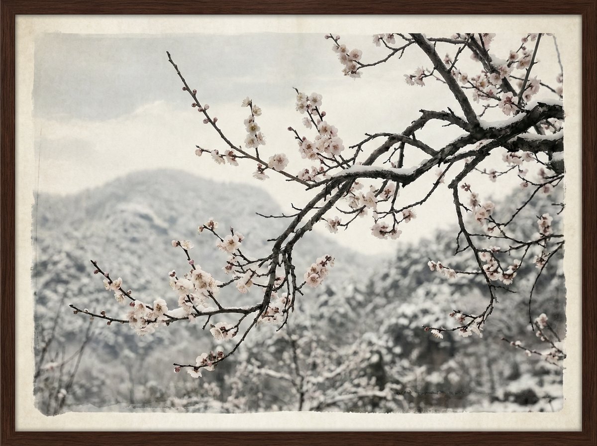 抖阴梅花视频